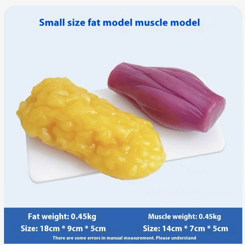 Human Muscle and Fat Replicas  - Nutrition Fitness And Health recension och pris